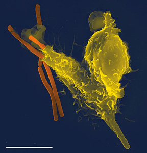 immune-system-closeup